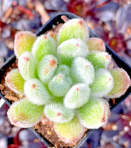 Echeveria Doris Taylor succulent exotic hen and chicks plant seed 50 SEEDS - $9.89
