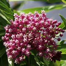 Grow In US Carmine Rose-Swamp Milkweed 50 Seeds Asclepias Incarnata Food For But - £6.49 GBP