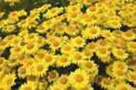 200+ Golden Margerite (Anthemis Tinctoria) Daisy Seeds  - $9.00