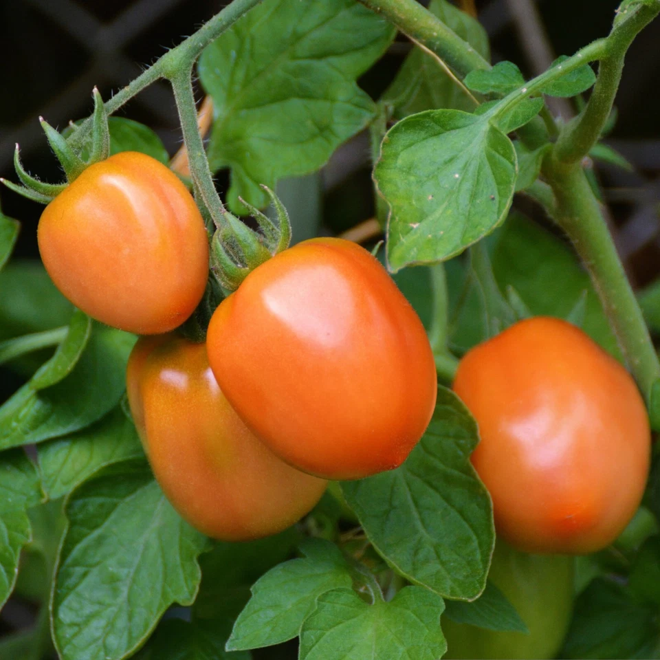 Roma VF Tomato Seeds – High Yield Heirloom Garden Favorite - $236.93 MXN