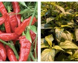 Lot Of 3 Jimmy Nardello 75 Day+ Old Sweet Pepper Live Plants - £36.28 GBP