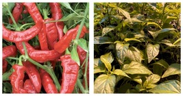 Lot Of 3 Jimmy Nardello 75 Day+ Old Sweet Pepper Live Plants - £36.29 GBP