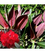 Cherries and Merlot Rhododendron 4&quot; Pot Plant - $33.99