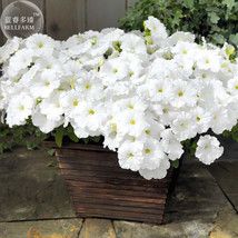 Petunia Success White Trailing Petunia Seeds, 200 vigorous and heavy flowering h - £6.27 GBP