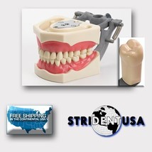 Dental Typodont 860 Plus Bonus 5 Teeth (Molars) Fits Columbia Brand Teeth - £34.57 GBP