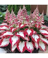 White Leaves with Thick Red Edges Beautiful Hosta Flower Indoor or Outdoor - $128.29 MXN