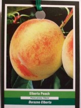 Elberta Peach 4&#39;-6&#39; Fruit Tree Plant Big Healthy Trees Nice Juicy Sweet ... - £112.24 GBP