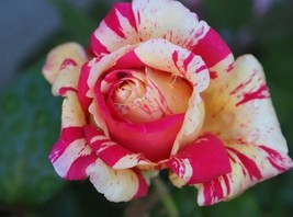 20 Fireball Rose Flower Seeds for Garden - $10.00