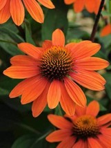 50 Sombreo Coneflower Seeds Echinacea Flower Flowers Seed 1390Garden Bea... - $15.00