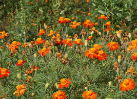 Marigold Nematode Control Mix Beneficial Heirloom Tall Edible Non-Gmo 200 Seeds - £7.41 GBP