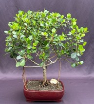 Flowering Tropical Dwarf Apple Bonsai Tree Banyan Style  (clusia rosea &#39;nana&#39;)  - £235.81 GBP