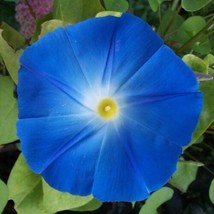 FMG 50 Seeds Heavenly Blue Morning Glory Seeds Non-Gmo Seed Store 1181 F... - $215.11 MXN