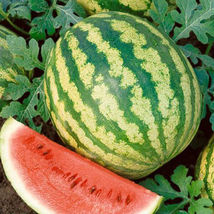 Sg 25 Of Crimson Sweet Watermelon Seeds Collection - Heirloom NON-GMO Varieties - £2.95 GBP