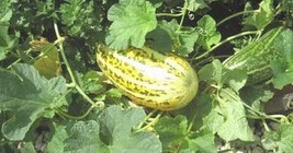 Long Cucumis Melon Soft Flesh 50 Seeds Fresh Garden - £12.58 GBP