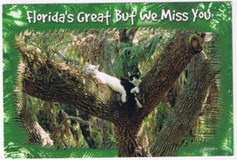 Postcard Florida&#39;s Great But We Miss You Cats In Tree - $4.94