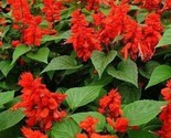 Scarlet Sage Flower Seeds 200 Salvia Coccinea Garden Ornamental Fast Shi... - $8.99