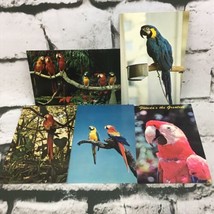 Vintage Postcards Lot Of 5 Parrots Tropical Birds Animals Collectible Tr... - £11.79 GBP