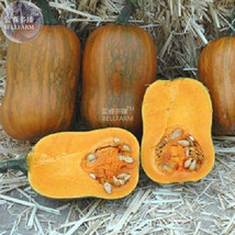 SL Honeynut Squash Butternut Vegetables, 10 Seeds, Heirloom Sweet Organic Pumpki - £1.09 GBP