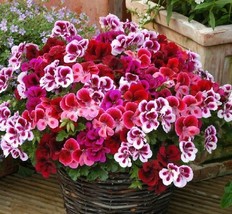 Geranium Mixed Dark Red Petals Pink Edege Flowers Deep Red and White Semidouble  - £3.58 GBP