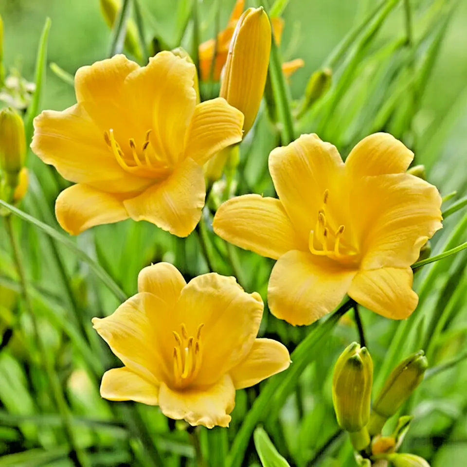 Stella D&#39;oro Daylily Flower Bulbs - £26.32 GBP