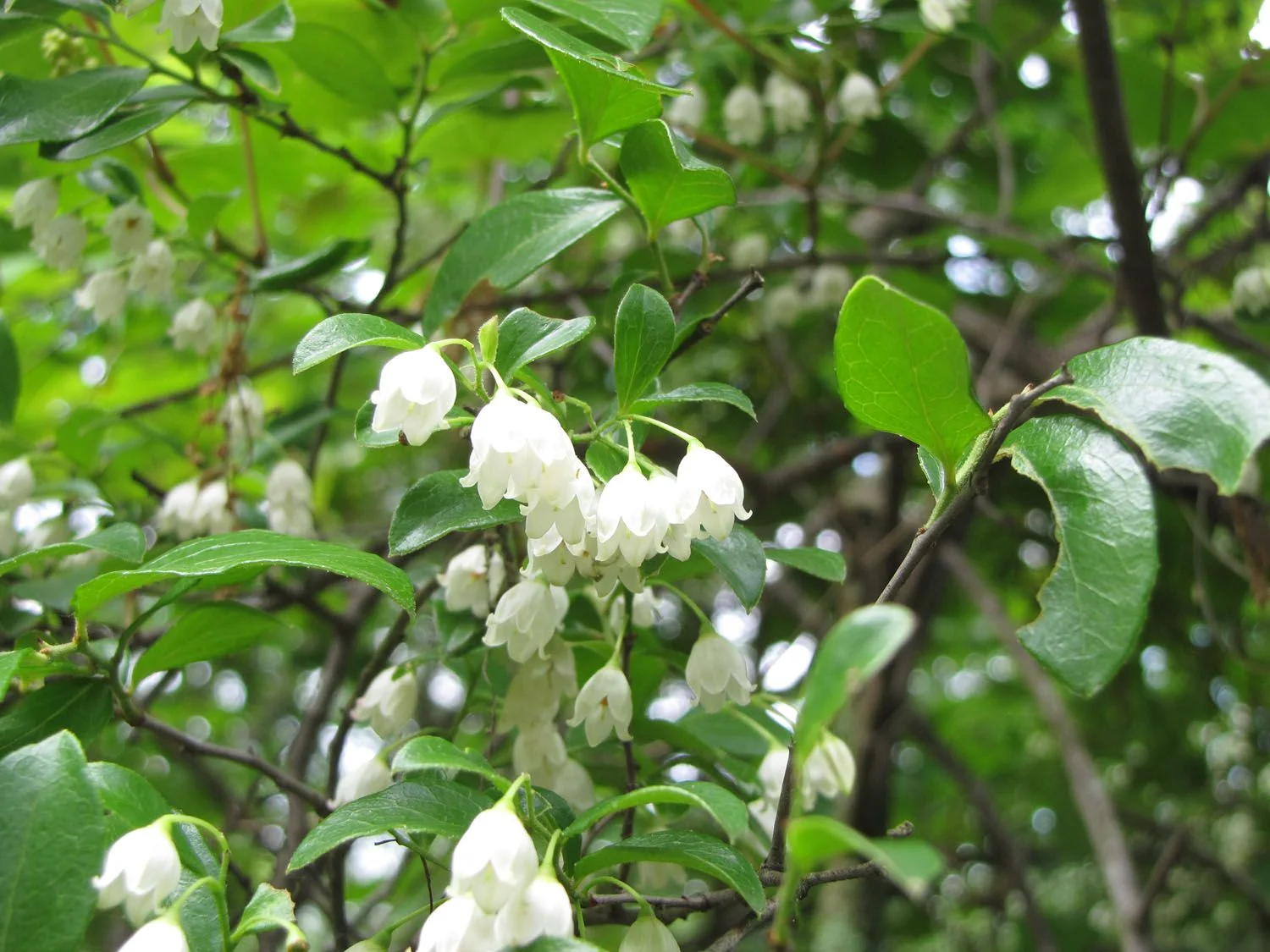 Sparkleberry Tree 15+ Seeds Wildlife Friendly Shrub with Year Round Beauty - $11.99