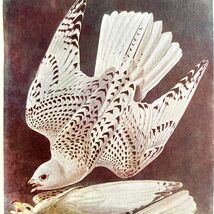 Gyrfalcon White Phase Bird Lithograph 1950 Audubon Antique Art Print DWP6C - $13.50