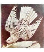 Gyrfalcon White Phase Bird Lithograph 1950 Audubon Antique Art Print DWP6C - $18.92 CAD