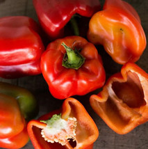 KKG Big Red Sweet Bell Pepper Mai&#39;S Family Fresh Garden - $7.89