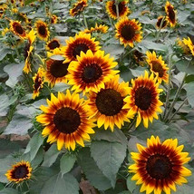 100 Seeds Bi Colour Sunflower 90Cm Tall Fresh Seeds - $18.99