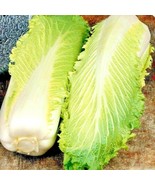 600 Michihili Cabbage Seeds Organic Asian Spring Fall Vegetable Garden C... - $10.35