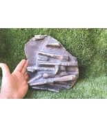 9 inch Devonian Large Orthoceras Fossil Plate – Genuine Morocco Fossil - €92,49 EUR