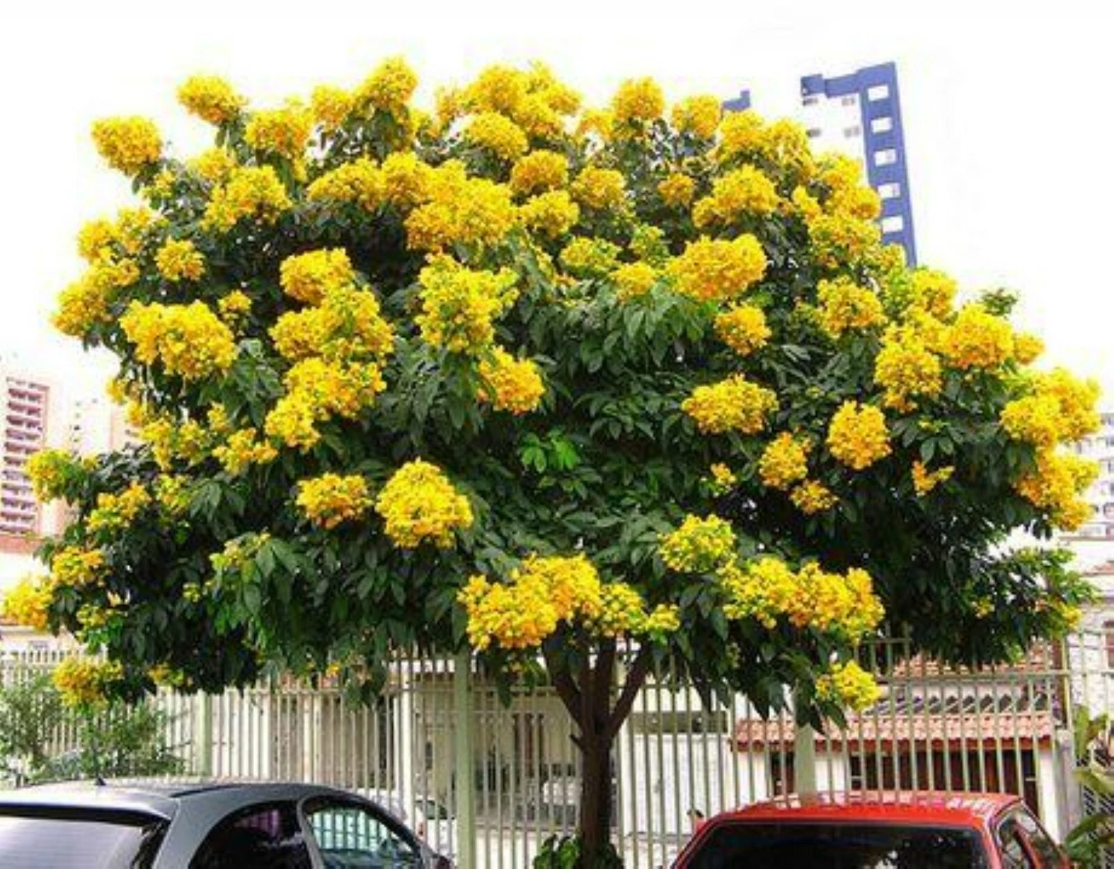 Milk Crape Myrtle Cuttings Crepe Myrtle fast grow for rooting plant 7 Cu... - $30.26 CAD