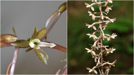 5 Cranefly Orchid Tipularia discolor PREMIUM WILDFLOWERS BULBS Bare Root - £27.13 GBP
