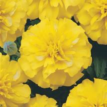 Yellow French Marigold 50 seeds, maidenhair tagetes patula compact flowers - $9.87