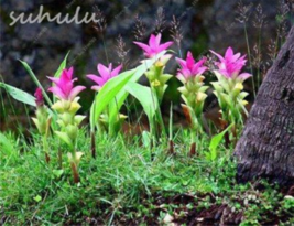 10 Seeds Thailand Curcuma Siam Tulip Garden Beautiful - £4.19 GBP