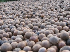 PS 5 Macadamia Nut Seeds Macadamia Integrifolia Nongmo Hardy Nut Tree Fa... - $237.82 MXN