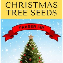 New Fresh Seeds Grow Your Own Christmas Tree Fraser Fir Abies Fraseri Gift Packe - $14.90