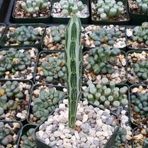 cactus Senecio stapeliiformis Cacti Succulent real live plant - £29.87 GBP