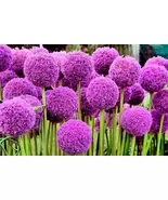 20 of GIANT ALLIUM Allium Giganteum Purple Globe Flower Seeds - €5,82 EUR