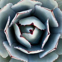 AGAVE PARRYI TRUNCATA rare succulent artichoke plant exotic garden seed ... - £7.96 GBP