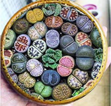 200 Seeds Mix Lithops Plants Mix Varieties Succulents Plants Garden - £5.98 GBP