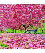 JAPANESE SAKURA CHERRY BLOSSOM TREE SEEDS - £14.10 GBP