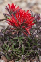 Castilleja Scabrida Rough Indian Paintbrush 10 Seeds Garden Beautiful USA Seller - $21.58