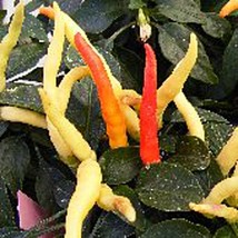 Numex Cinco De Mayo Hot Peppers Seeds Fresh Seeds USA - $12.80