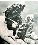 Red Winged Black Birds Cute Babies 1902 Photogravure Antique Photo Print... - $29.99