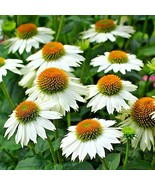 30 Powwow White Coneflower Seeds Echinacea Powwow Fresh Seeds - $214.93 MXN