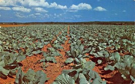 Del Rio Texas ~ Queen City Of The Rio Grande-Cabbage FIELD-1955 Postcard-
sho... - £7.77 GBP