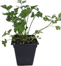 Parsley Leafs Petroselinium Crispums Favored By Chefs In &amp; Out Live Plant 3&quot; Pot - £32.06 GBP