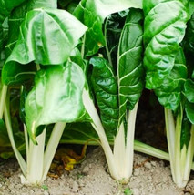 BPA Fordhook Giant Swiss Chard Seeds 100 Seeds Non-Gmo From US - £6.36 GBP