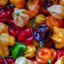 New 20 Habanero Pepper Rainbow Mix Seeds Hot Color Blend Vegetable Fresh Garden  - $8.00